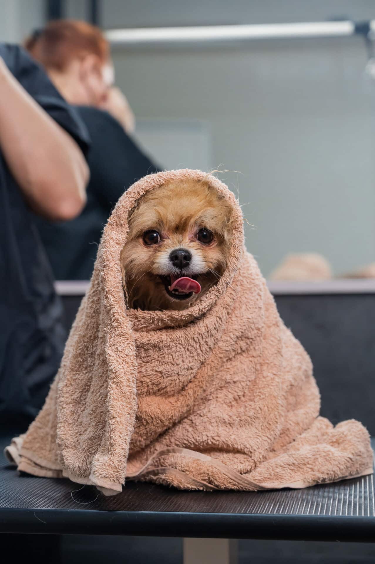 A small dog sits on a table wrapped in a brown towel, with its tongue out, after a bath at a grooming salon.