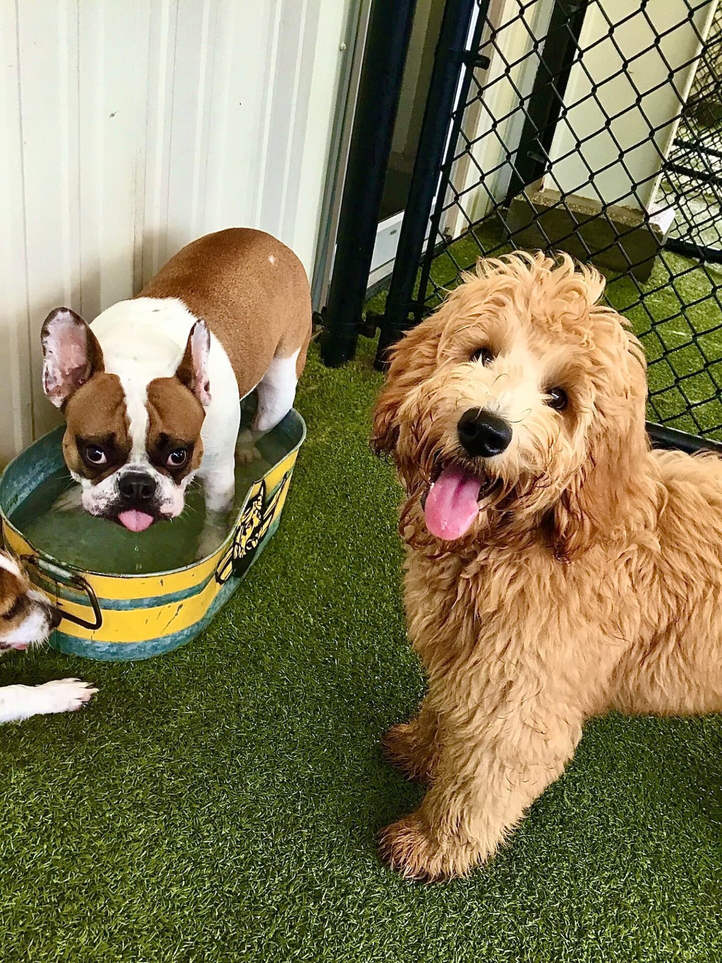 A French Bulldog sits in a small tub of water while a Goldendoodle stands nearby on artificial grass, both inside a fenced area.