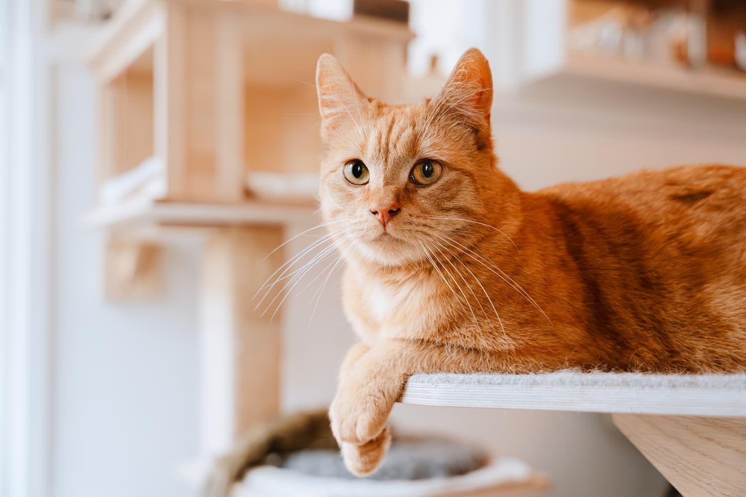 An orange tabby cat with yellow eyes lies on a wooden surface, looking directly at the camera in a brightly lit indoor setting.