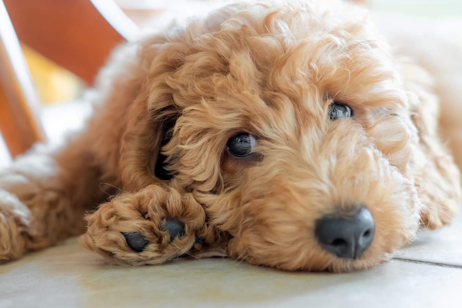 A fluffy, light brown dog lies on a tiled floor with its head resting on its paw, looking up with dark, expressive eyes.
