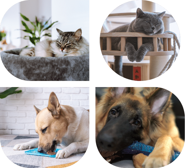 A collage of two cats resting in beds and two dogs chewing on toys, each in their own circular frame.