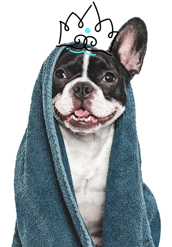 A French bulldog wrapped in a blue towel with a drawn crown above its head, sitting against a plain background.