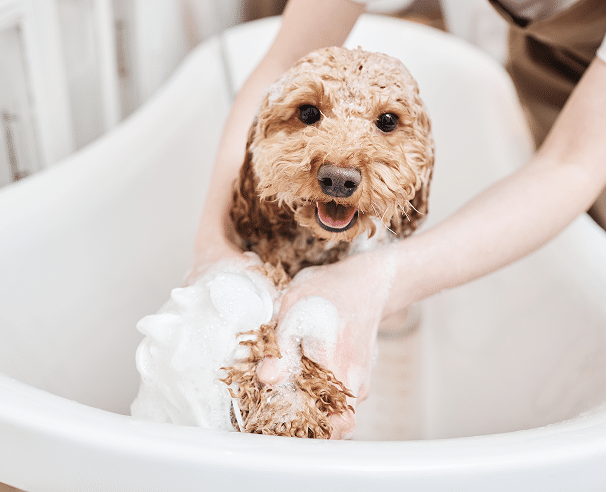 A curly-haired dog is being bathed in a white tub, with a person washing its fur and lathering it with soap suds.