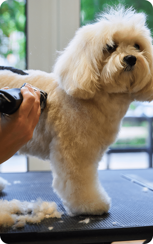 A fluffy dog standing on a grooming table is being trimmed with electric clippers.