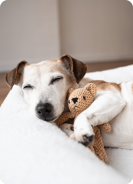 A small dog is sleeping on a white bed while cuddling a knitted teddy bear.