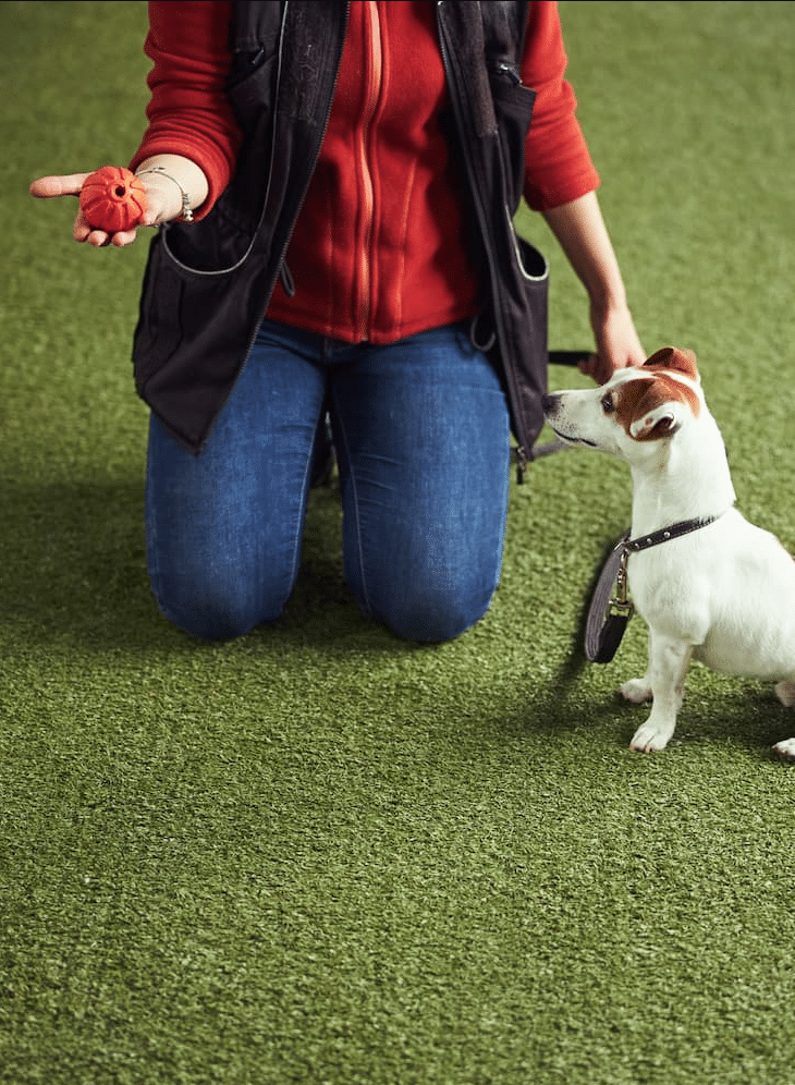 Person kneeling on artificial grass holds an orange toy in one hand while a small dog sits attentively, looking at the toy.