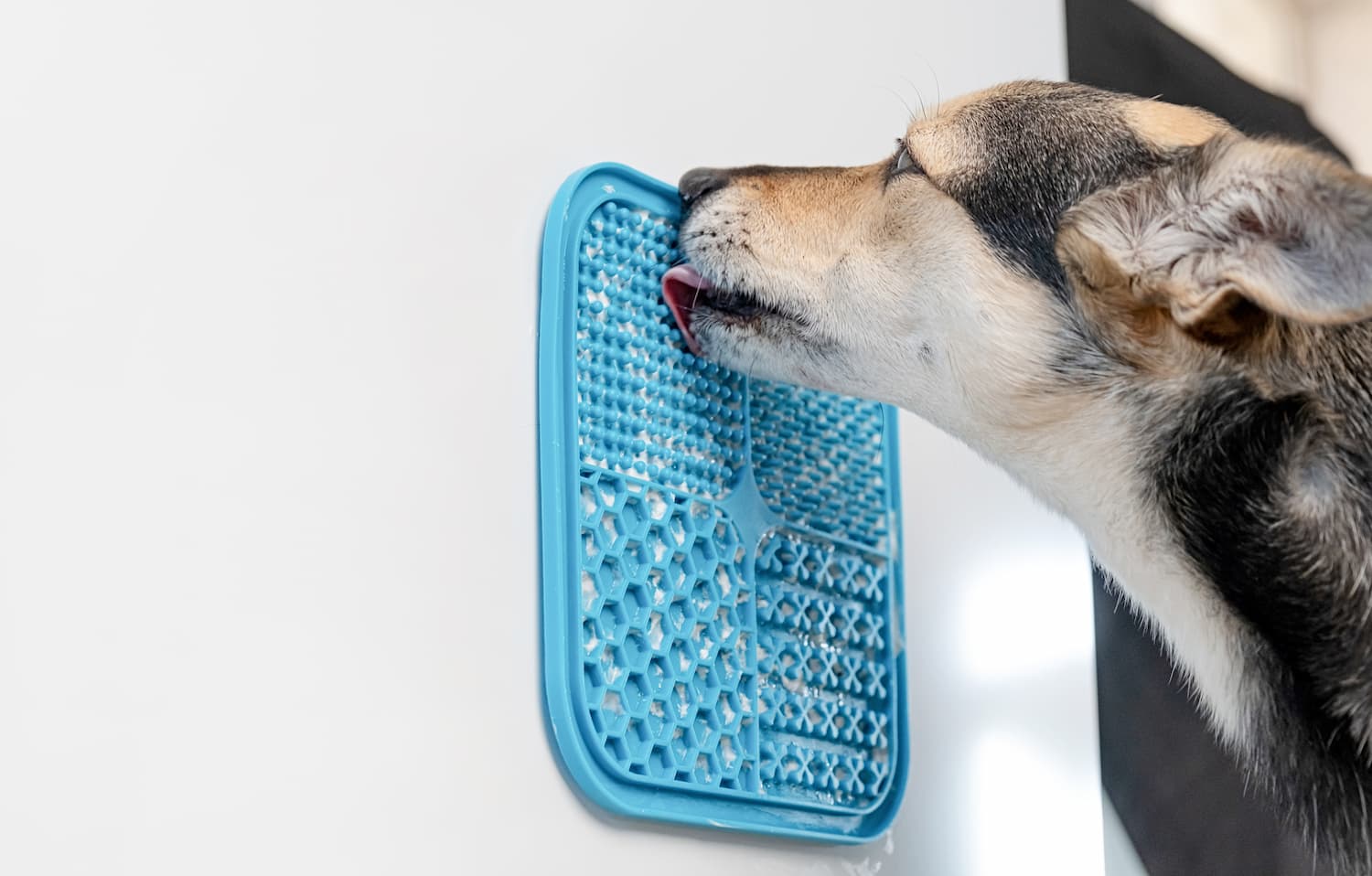 A dog licks a blue textured mat attached to a white wall.