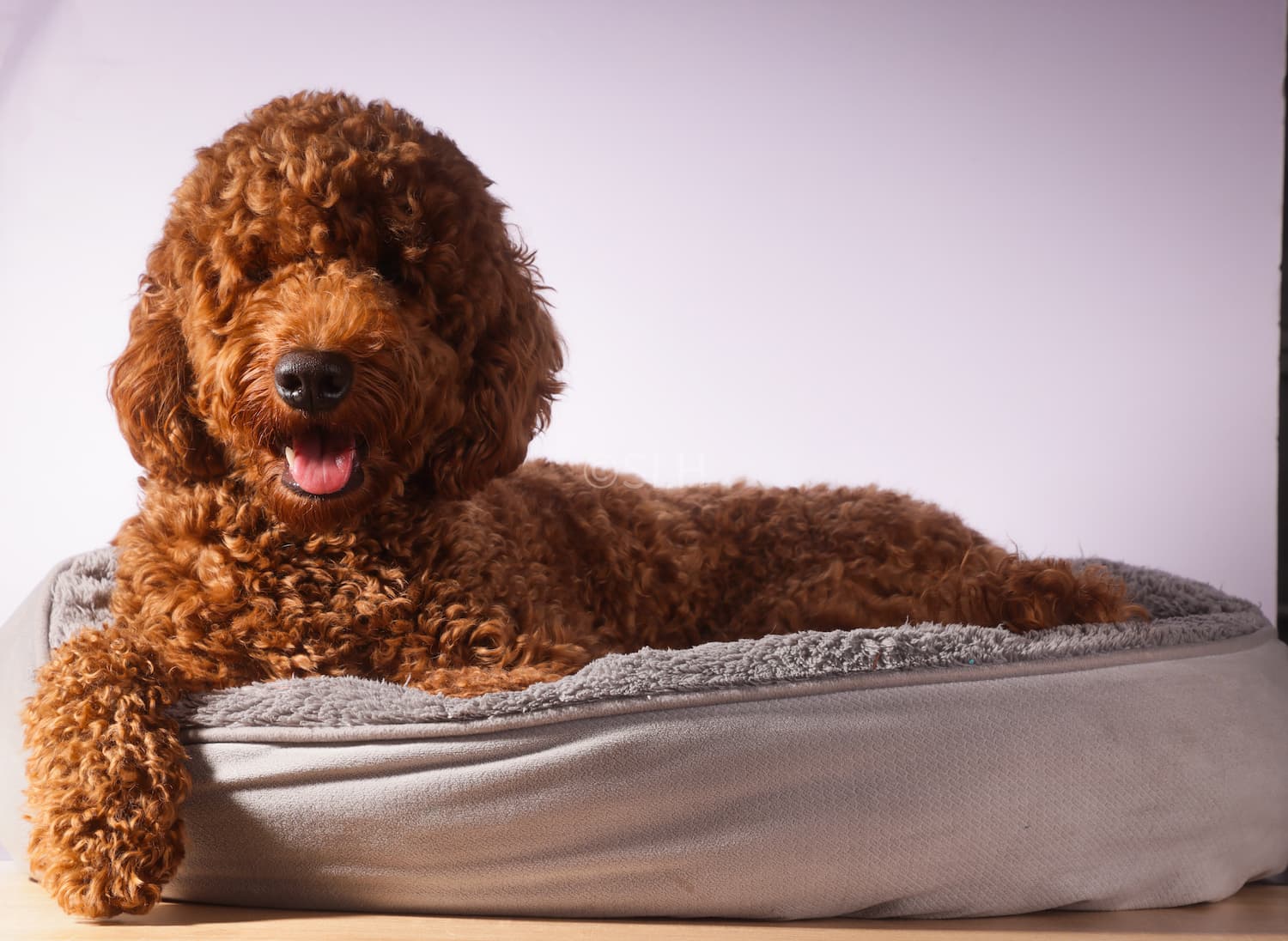 A brown curly-haired dog is lying on a gray pet bed, looking at the camera with its mouth open and tongue slightly out.